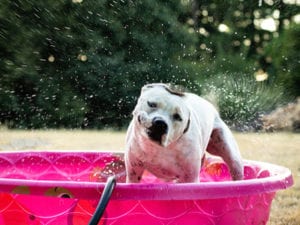 Can I Safely Put My Dog In My Hot Tub? 2
